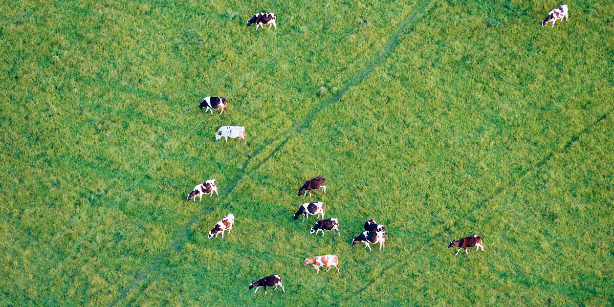 cows