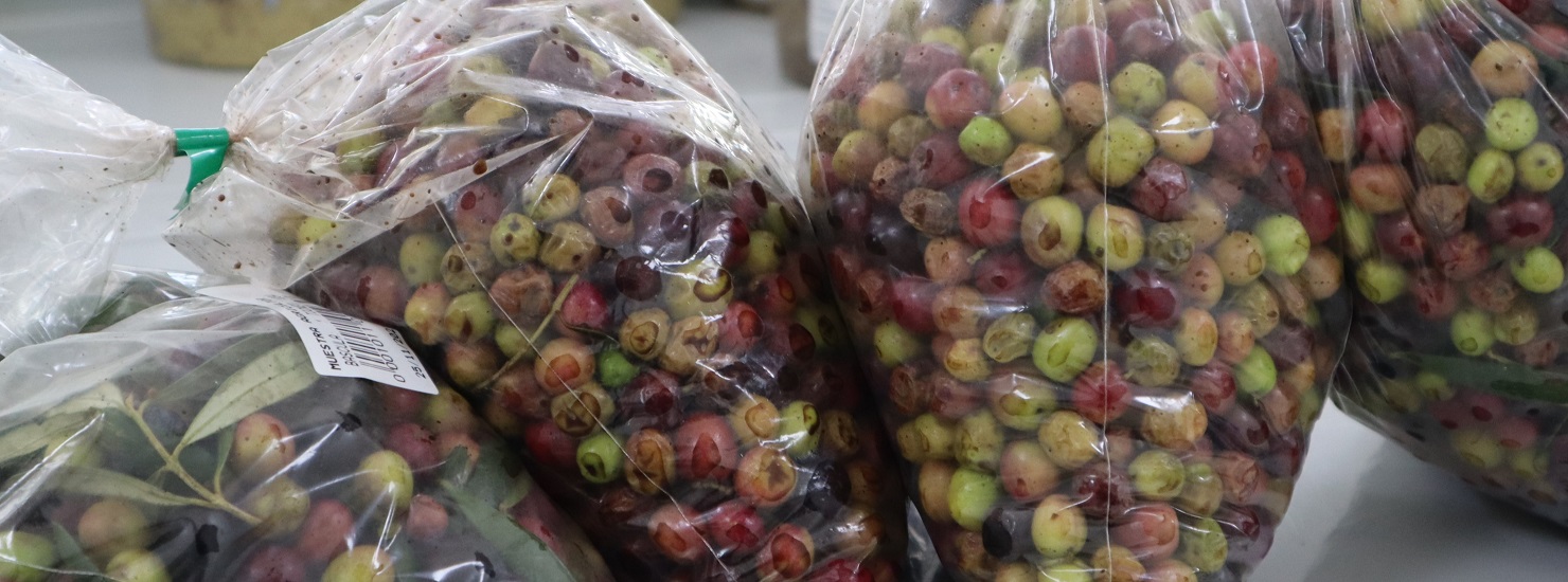 bolsas de aceitunas preparadas para su analisis
