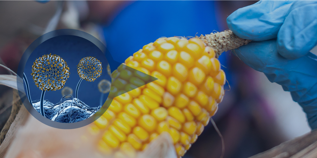 Mycotoxins – A 2000-year-old problem with a 21st-century solution