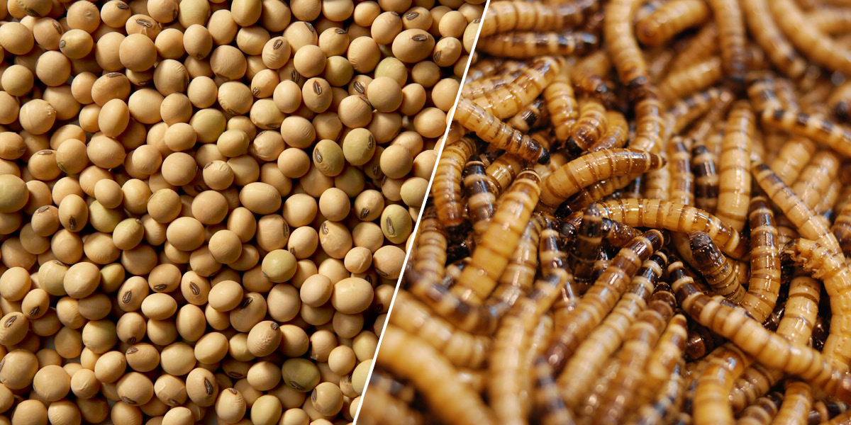 Soya versus insects as a protein source for feed