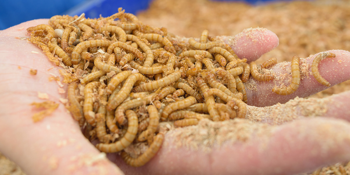 The pros and cons of insects as an alternative protein source in feed