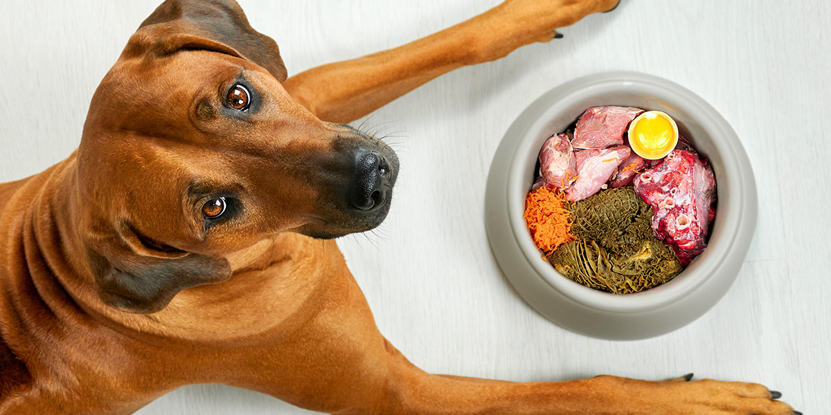 La humanización de los alimentos para mascotas: de las croquetas al gourmet 