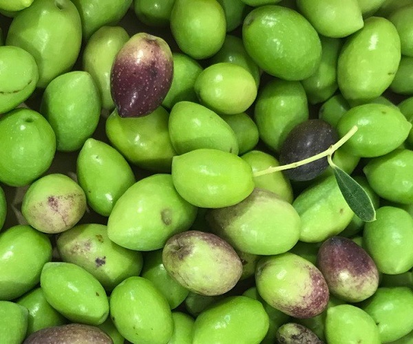 Análisis rápido del rendimiento de la aceituna entera