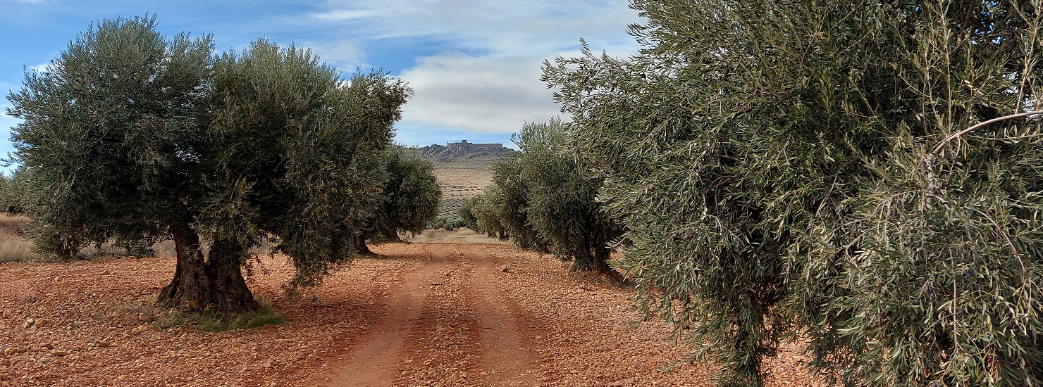 Calculo y significado del rendimiento de la aceituna