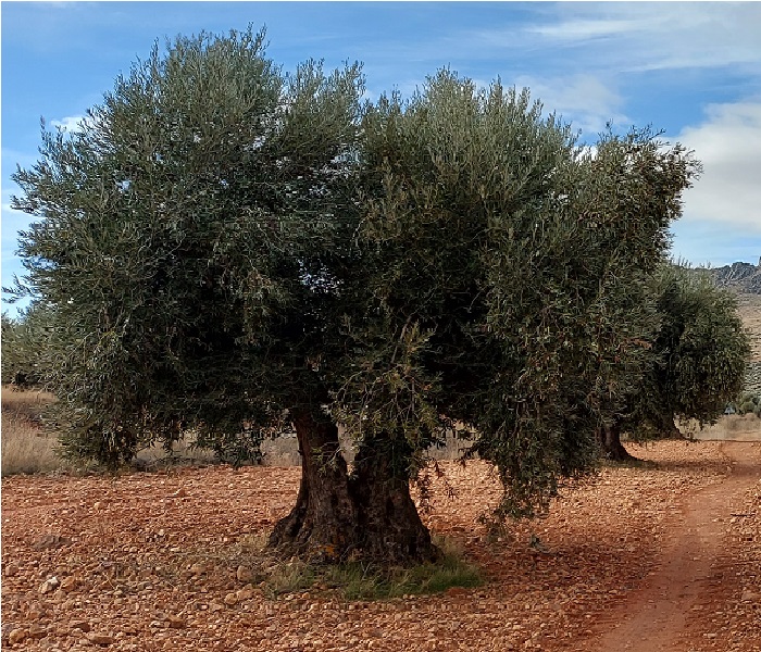 Calculo y significado del rendimiento graso de la oliva