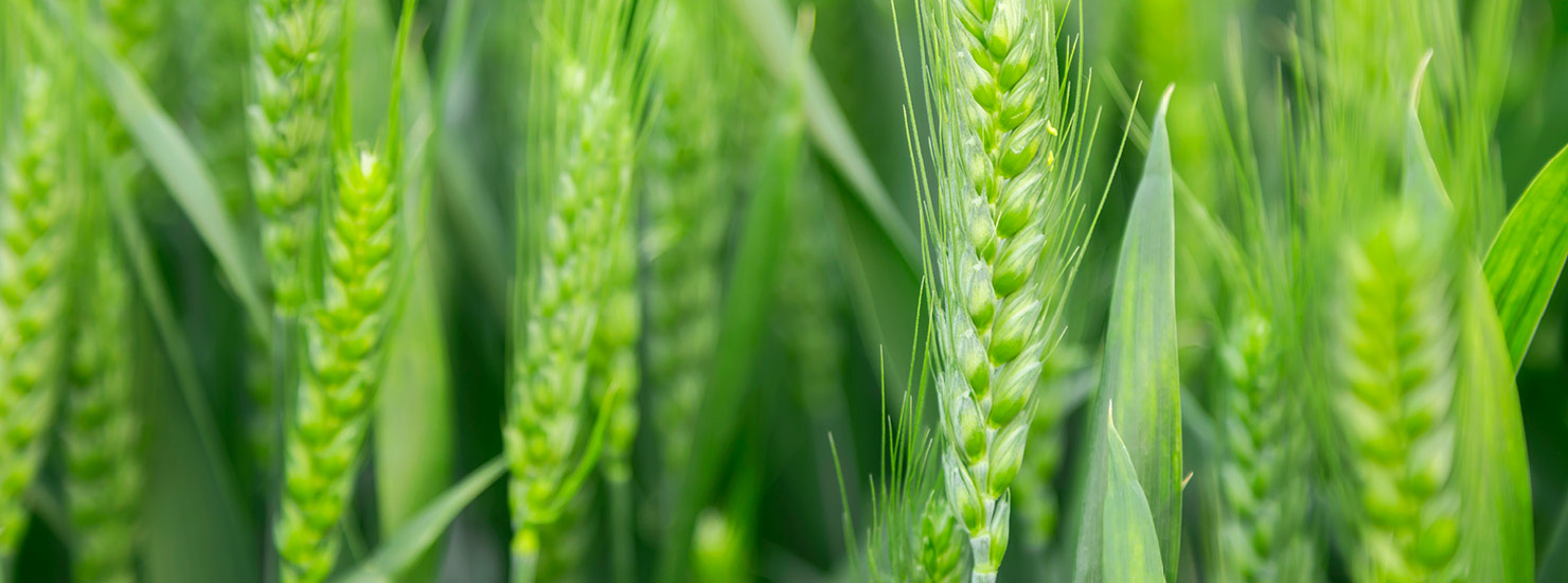 green wheat
