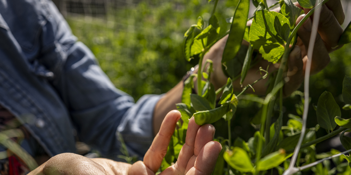 The future of agriculture and food supply lies in the seed bank