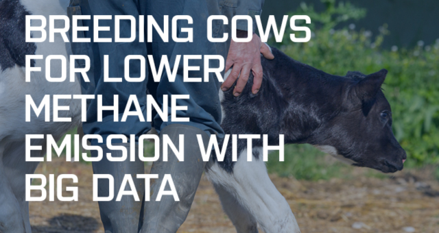 Breeding cows for lower methane emission with big data