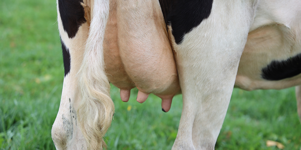 DSCC testing provides added value for Estonian farmers