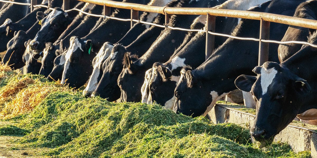 Il valore del concetto UHG per il miglioramento genetico bovini da latte