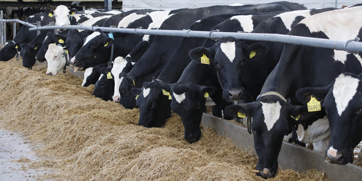 New tools for improved mastitis management