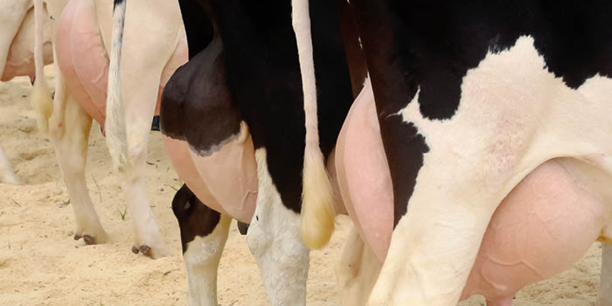 Better mastitis control with new tools