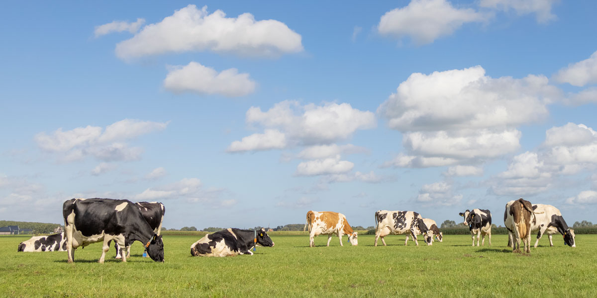 GUIDE: A SUSTAINABLE FUTURE FOR DAIRY