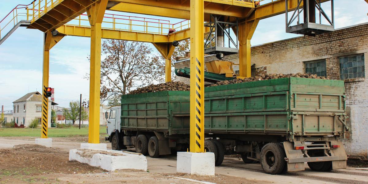 The sugar beet goldmine revealed by infrared light