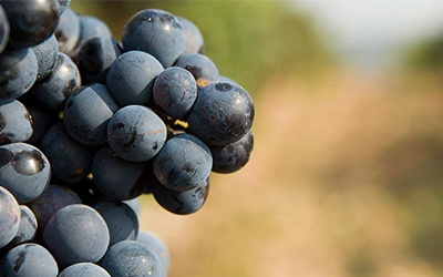 Удобный анализатор помогает извлечь максимум пользы из отличного винограда