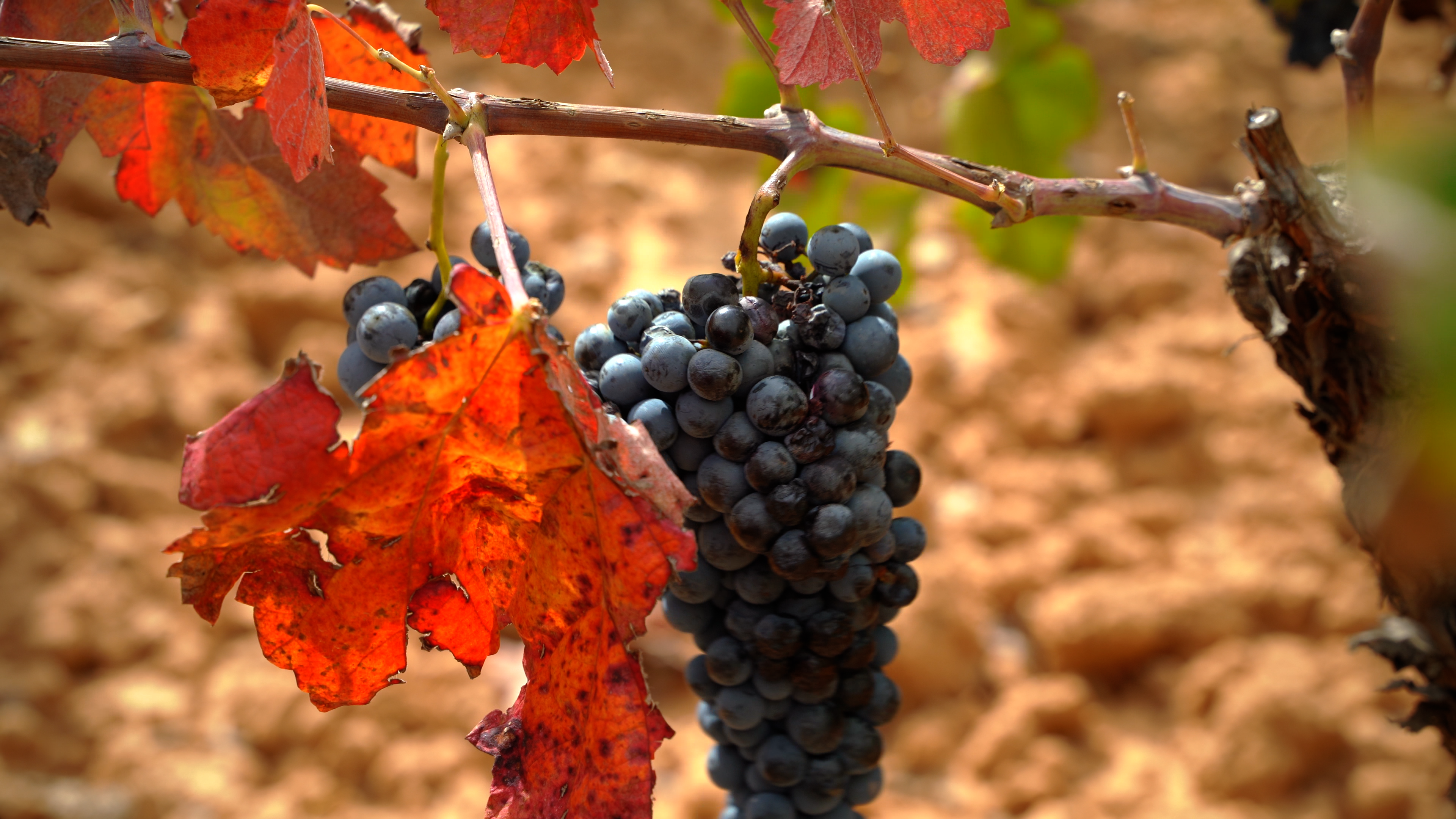 Trauben auf einem Brunch