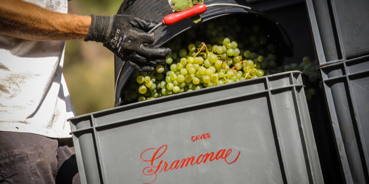 Sparkling wine industry fizzing with promise