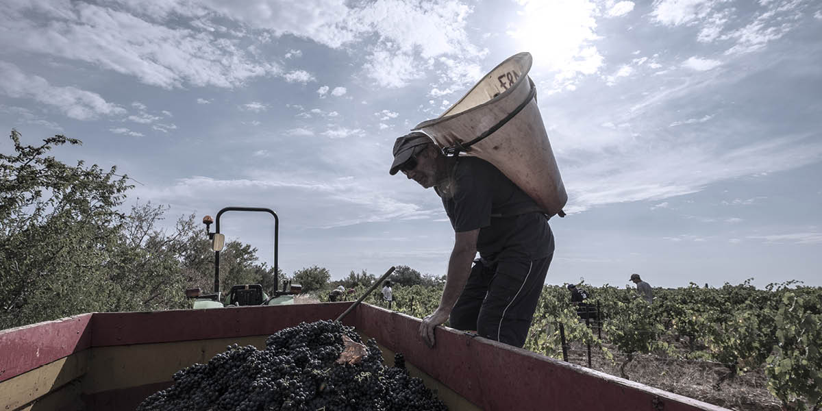 Deciding picking dates for grapes in a changing climate