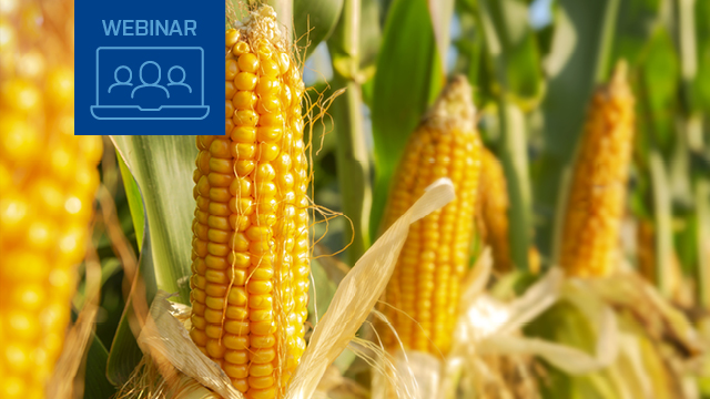 Webinar: Maximize your corn processing with practical NIR analysis