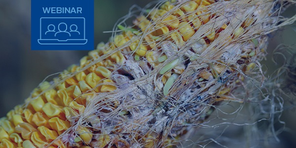 Exploring the benefits of automated multiplex mycotoxin testing