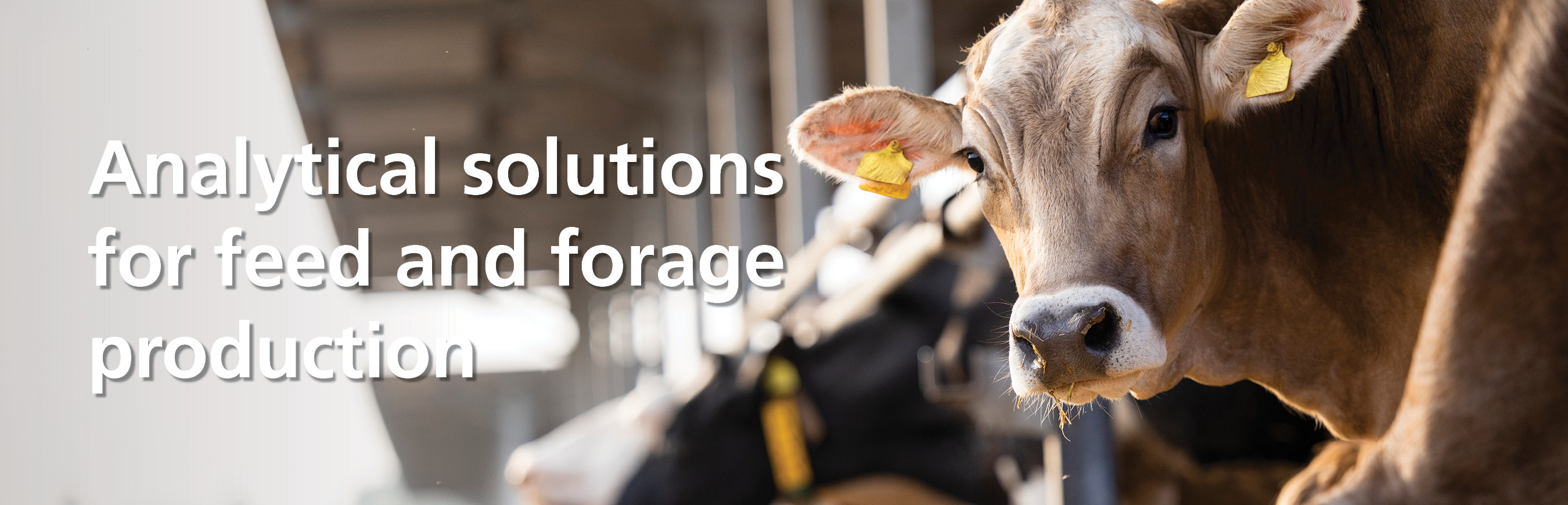 Feed and Forage header